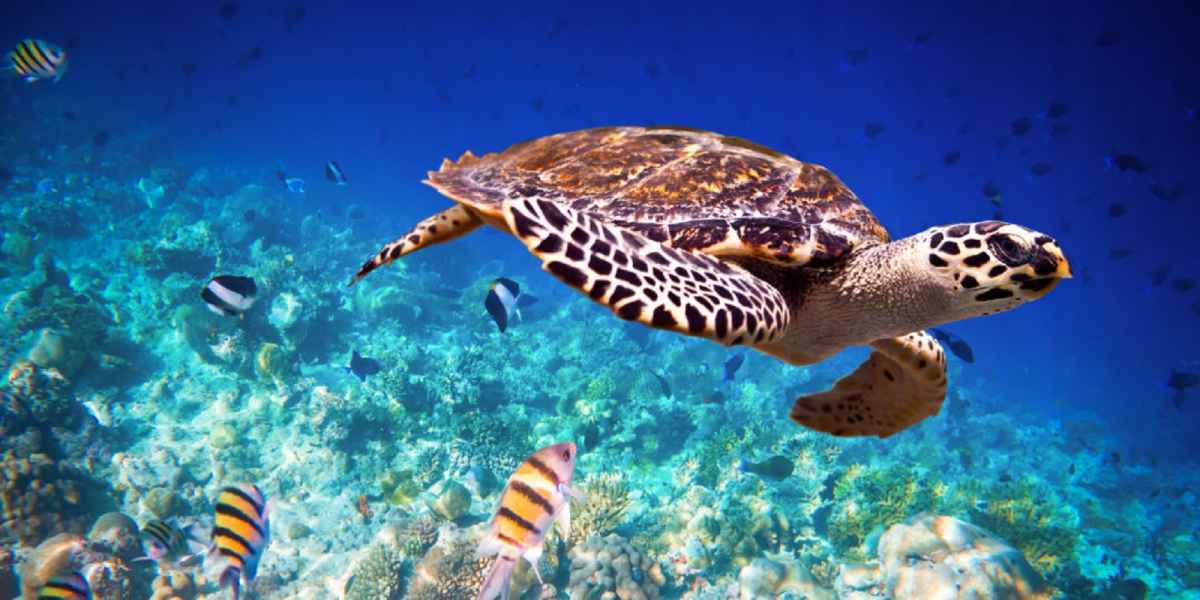 yc gallery bali gili 01