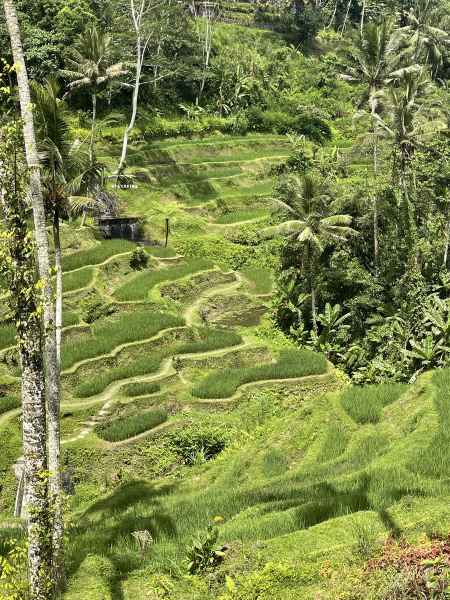 yc gallery bali ubud 13